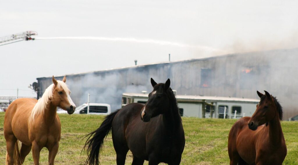 NEW UPDATE: Man seriously burned, 43 horses perish in barn fire ...